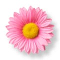 Pink Daisy