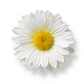 White Daisy