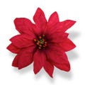 Red Poinsettia
