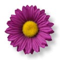 Purple Daisy