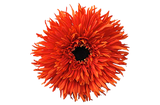 Orange Daisy