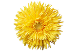 Yellow Daisy