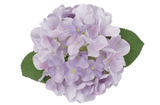 Hydrangea