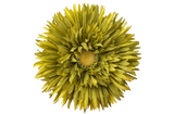 Lime Green Daisy