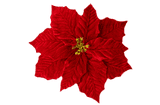 Poinsettia