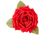 Red Rose
