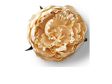 Cream Peony