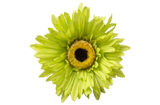 Lime Green Daisy