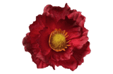 Red Poppy