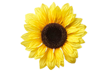 Yellow Sunflower